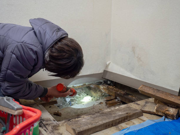 Best Mold Odor Removal Services  in Tellico Village, TN