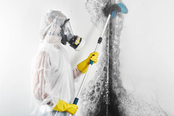 Best Mold Remediation for Healthcare Facilities  in Tellico Village, TN