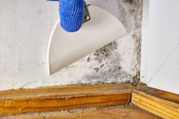 Best Biohazard Mold Removal  in Tellico Village, TN